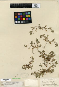 Nemophila sepulta image