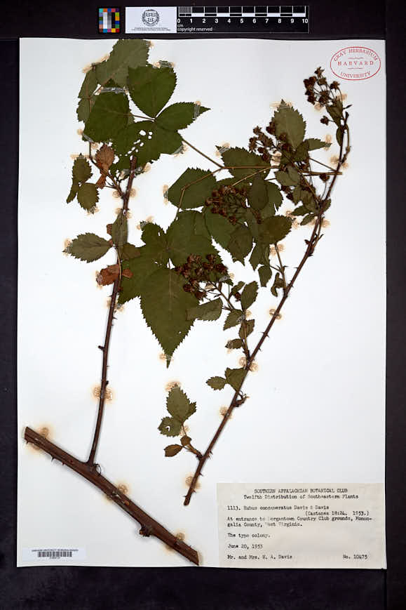 Rubus concameratus image