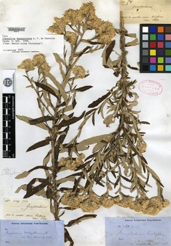 Image of Gnaphalium brachypterum