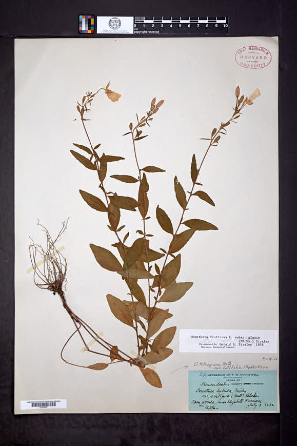 Oenothera tetragona var. fraseri image