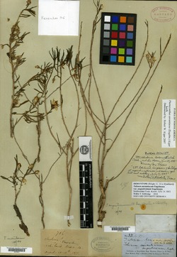 Talinum polygaloides image