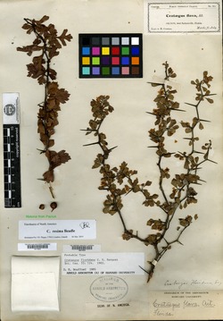 Crataegus floridana image