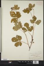 Rubus trifrons image