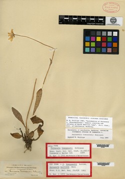 Image of Parnassia mexicana