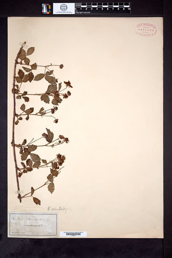 Rubus celer image