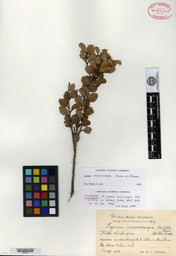 Image of Lyonia microcarpa