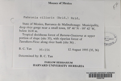 Fabronia ciliaris image