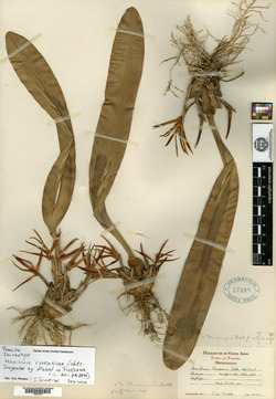 Maxillaria ringens image