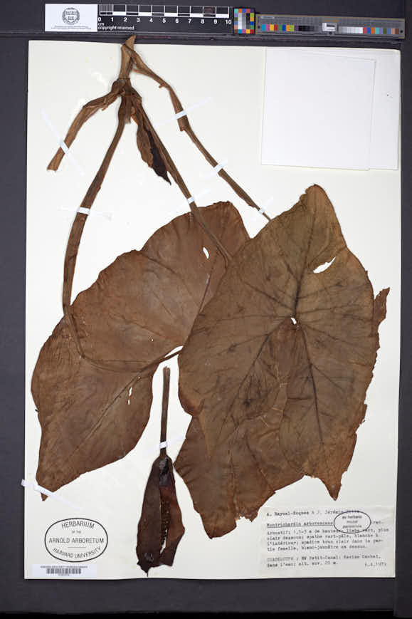 Montrichardia arborescens image