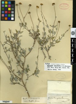 Image of Viguiera brevifolia