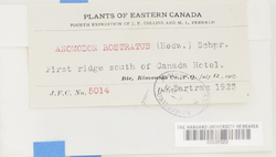 Claopodium rostratum image