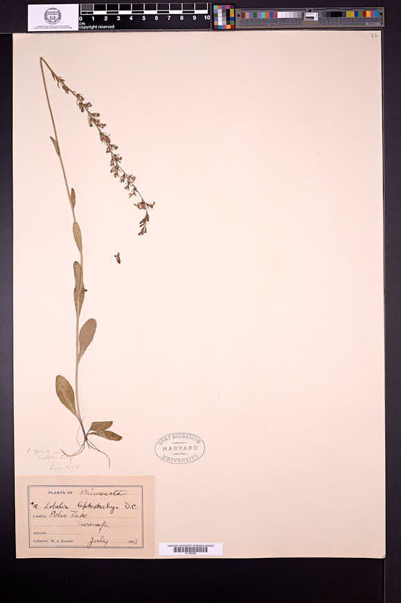 Lobelia spicata var. hirtella image