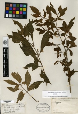 Image of Hoffmannia excelsa