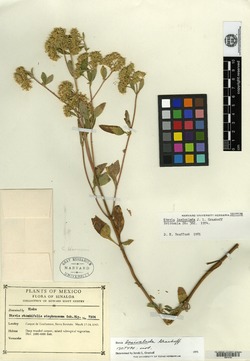 Image of Stevia lasioclada