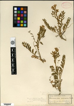 Image of Polemonium calycinum