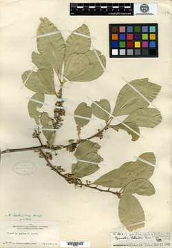 Image of Bumelia palmeri