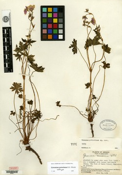 Image of Geranium potosinum