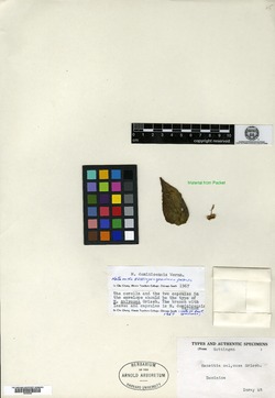 Manettia calycosa image