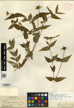 Image of Zinnia palmeri