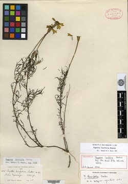 Image of Tagetes linifolia