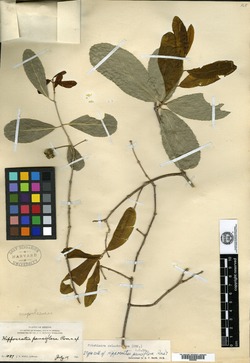Image of Hippocratea pauciflora