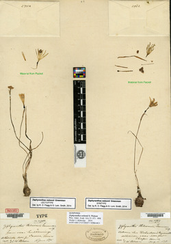 Image of Zephyranthes nelsonii