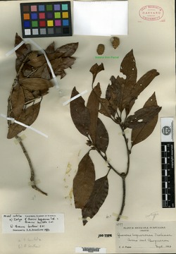 Image of Quercus boqueronae