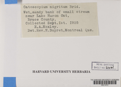 Catoscopium nigritum image
