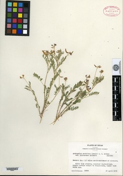 Image of Astragalus pleianthus