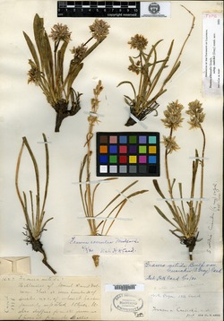 Frasera albicaulis var. cusickii image