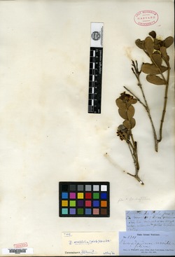 Dendrophthora sessilifolia image