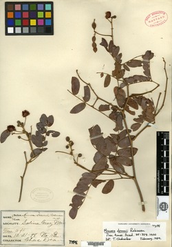 Image of Mimosa deamii