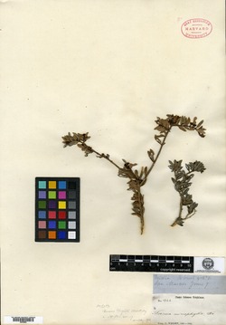 Image of Buxus wrightii