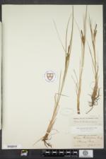 Carex lenticularis image