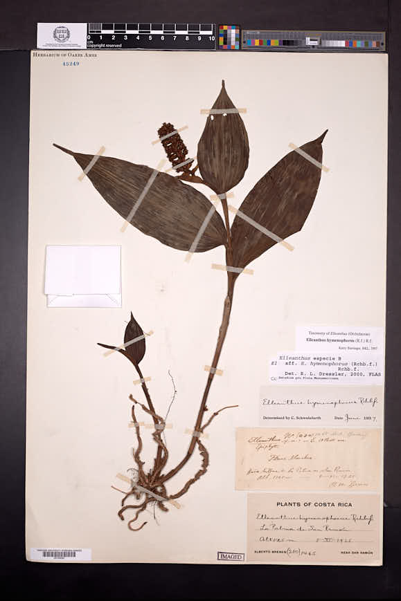 Elleanthus hymenophorus image