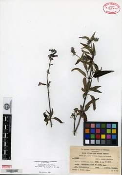 Image of Salvia pennellii