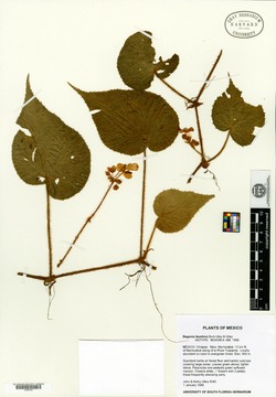 Image of Begonia faustinoi