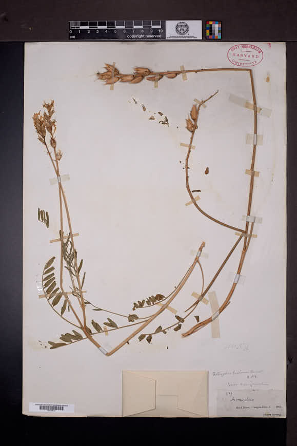 Astragalus hoodianus image