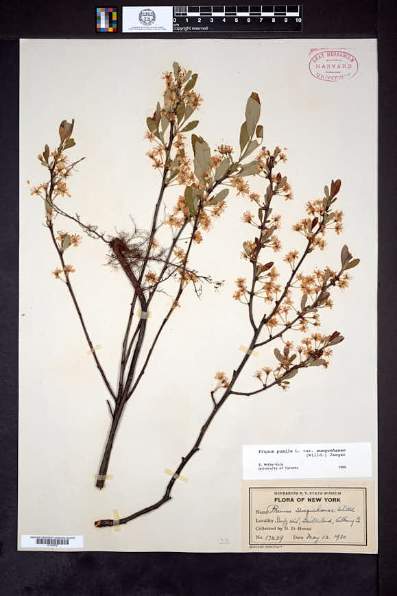 Prunus susquehanae image