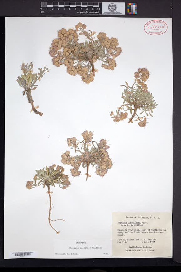 Physaria rollinsii image