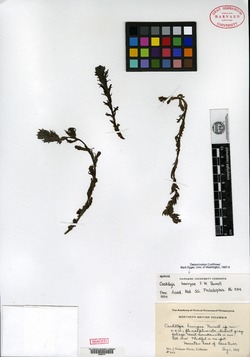Castilleja parviflora var. parviflora image