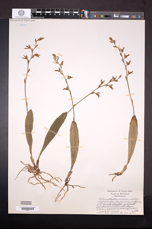 Acianthera erinacea image