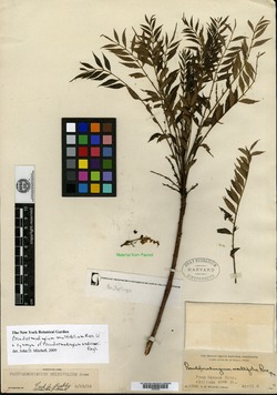 Pseudosmodingium multifolium image