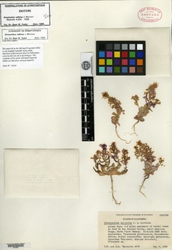 Image of Streptanthus callistus