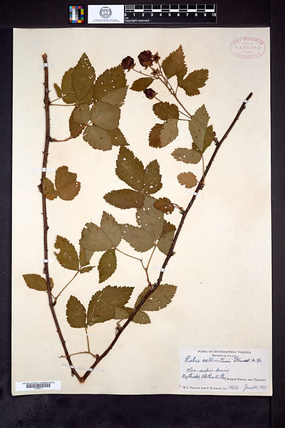 Rubus cathartium image