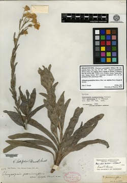 Chrysopsis graminifolia var. latifolia image