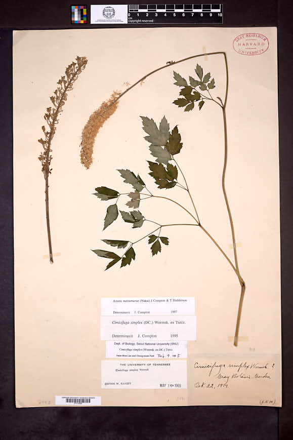 Image of Actaea matsumurae