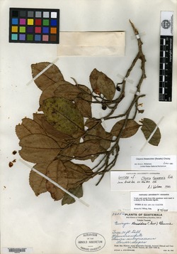 Image of Cleyera tacanensis