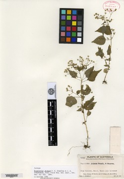 Fleischmannia capillipes image