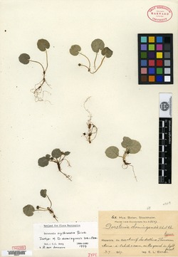 Image of Dorstenia erythrandra